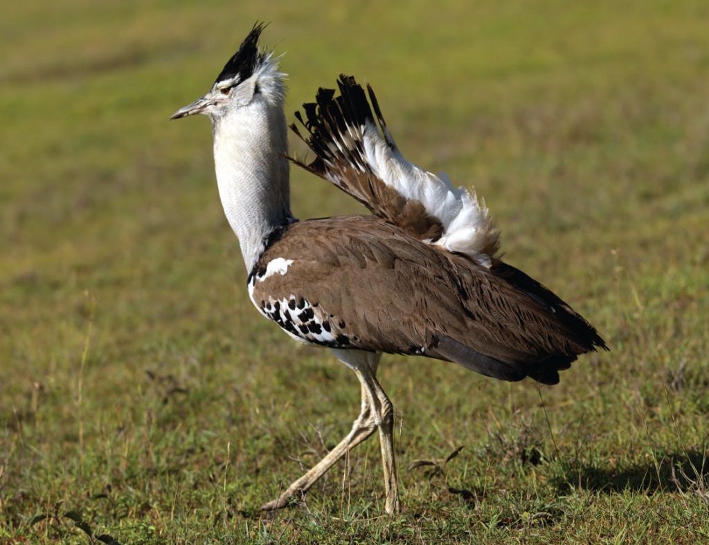 Эндемики и дикая природа парка Удзунгва